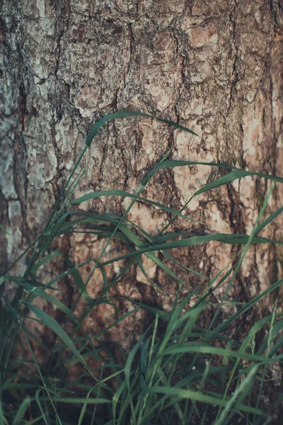 Magický Les Kořeny Větve Abstraktní Přírodní Zázemí — Stock fotografie