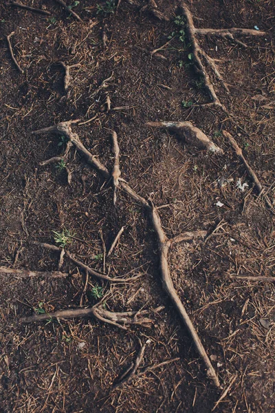 Magi Skog Rötter Och Grenar Abstrakt Naturlig Bakgrund — Stockfoto