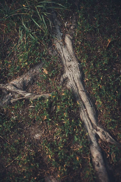 마법의 뿌리와 추상적 자연의 — 스톡 사진