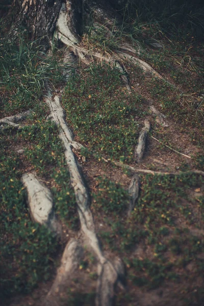 Floresta Mágica Raízes Ramos Fundo Natural Abstrato — Fotografia de Stock