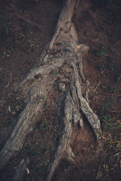 Magický Les Kořeny Větve Abstraktní Přírodní Zázemí — Stock fotografie