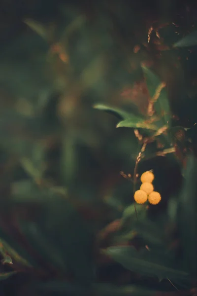 植物的自然背景 大自然的彩色纹理 — 图库照片