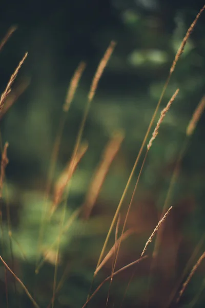 Fundo Natural Plantas Texturas Coloridas Natureza — Fotografia de Stock