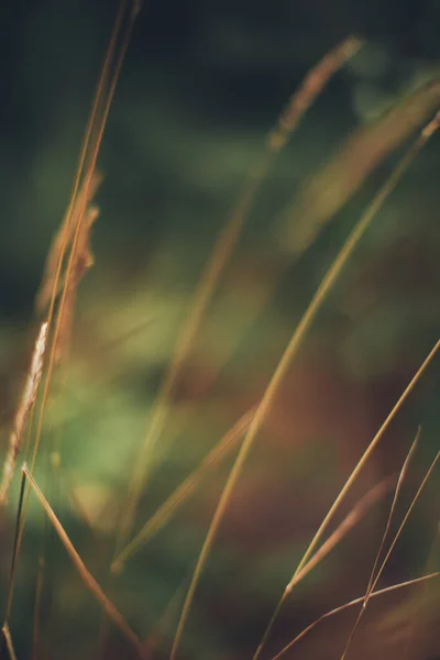 Fundo Natural Plantas Texturas Coloridas Natureza — Fotografia de Stock