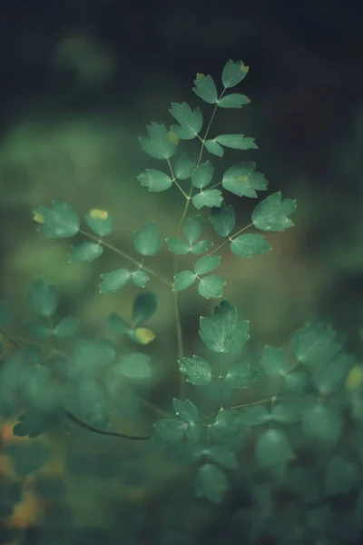 植物からの自然な背景 自然の色の質感 — ストック写真