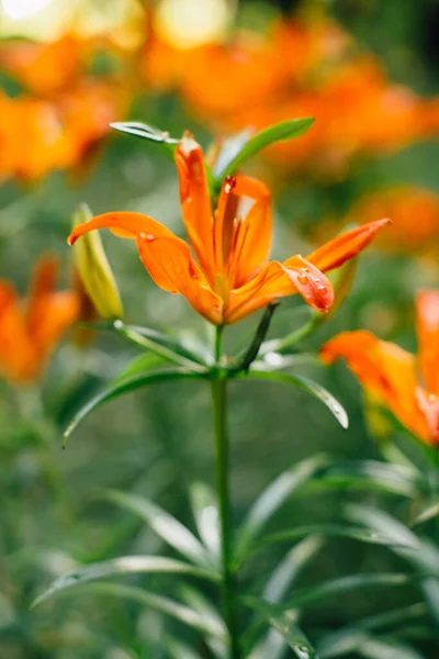 植物からの自然な背景 自然の色の質感 — ストック写真