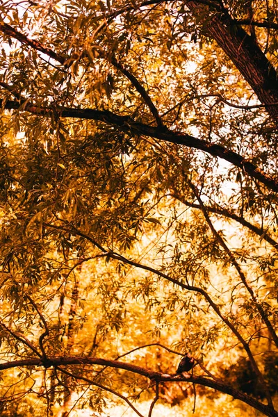 黄金の秋 風景写真 幹や枝 — ストック写真