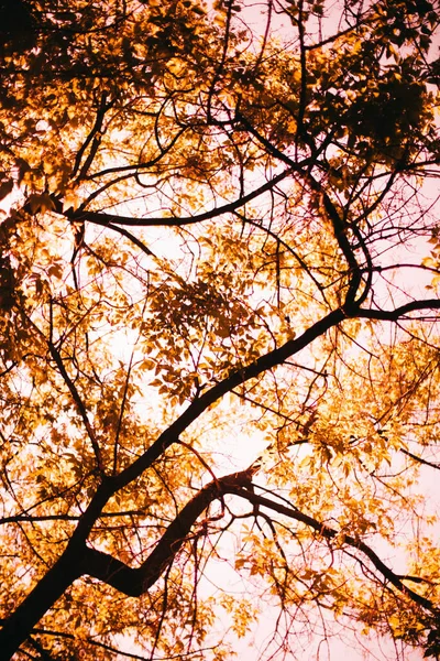 Золота Осінь Пейзажна Фотографія Дерева Стовбури Гілки — стокове фото