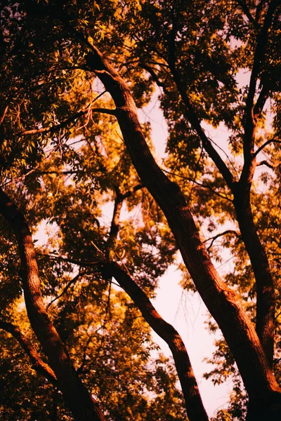 黄金の秋 風景写真 幹や枝 — ストック写真