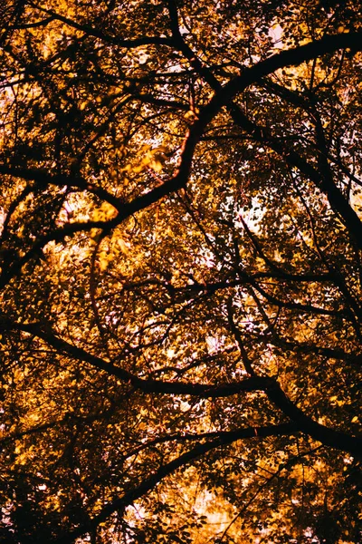 Gouden Herfst Landschapsfotografie Bomen Stammen Takken — Stockfoto