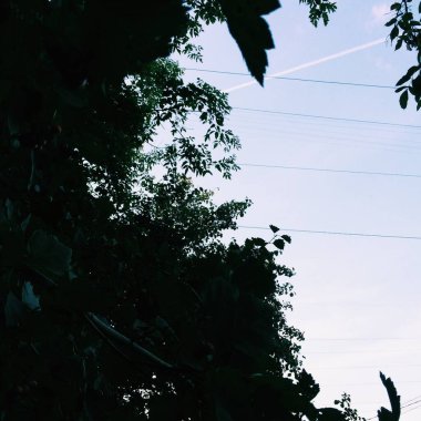 Bitkilerin doğal arka planı, doğanın renkli dokuları.