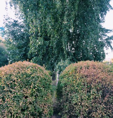 Bitkilerin doğal arka planı, doğanın renkli dokuları.