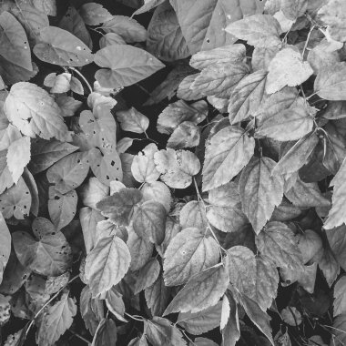 Bitkilerin doğal arka planı, doğanın renkli dokuları.