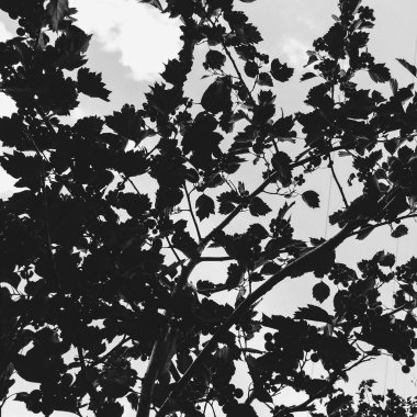 Bitkilerin doğal arka planı, doğanın renkli dokuları.