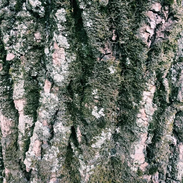 Природный Фон Растений Цветные Текстуры Природы — стоковое фото
