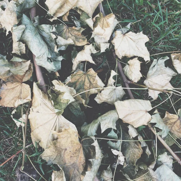 Bitkilerin Doğal Arka Planı Doğanın Renkli Dokuları — Stok fotoğraf