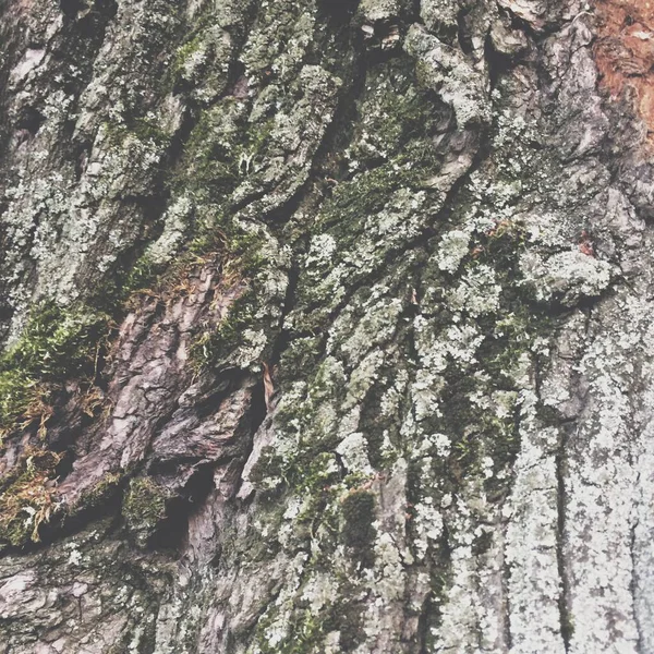 Natural Background Plants Colored Textures Nature — Stock Photo, Image