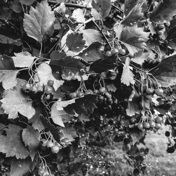 Přírodní Zázemí Rostlin Barevné Textury Přírody — Stock fotografie