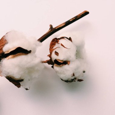 Bitki örtüsü, beyaz arka planda pamuk demeti.