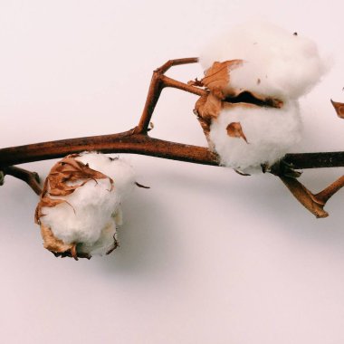 Bitki örtüsü, beyaz arka planda pamuk demeti.