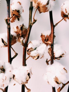 Bitki örtüsü, beyaz arka planda pamuk demeti.