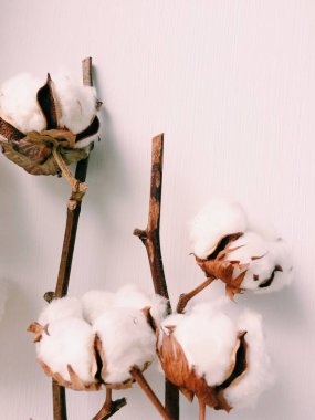 Bitki örtüsü, beyaz arka planda pamuk demeti.