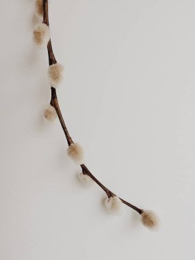 söğüt bitkisi, tüyler ve kürklü çiçekler, beyaz arka planda bir buket çiçek