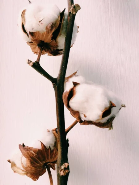 herbarium, cotton bouquet of flowers on white background