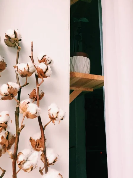 Гербарій Бавовняний Букет Квітів Білому Тлі — стокове фото