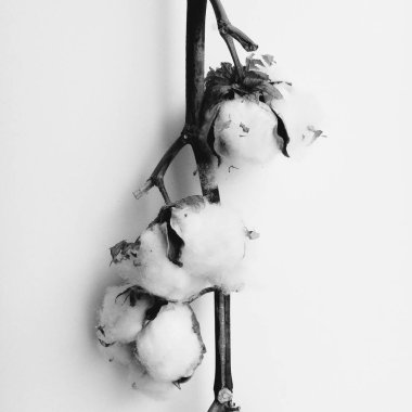 Bitki örtüsü, beyaz arka planda pamuk demeti.