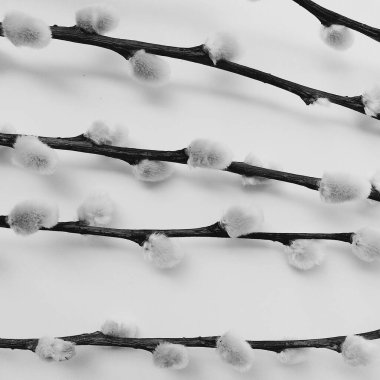 söğüt bitkisi, beyaz arka planda bir buket çiçek