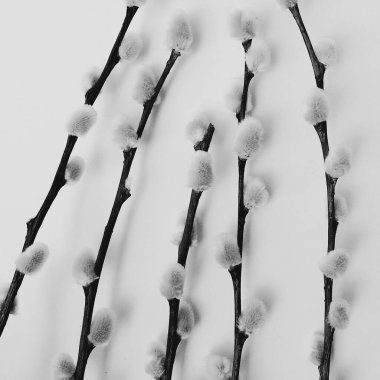 söğüt bitkisi, beyaz arka planda bir buket çiçek