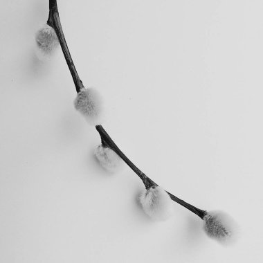 söğüt bitkisi, beyaz arka planda bir buket çiçek