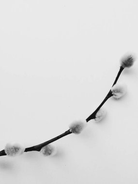 söğüt bitkisi, beyaz arka planda bir buket çiçek