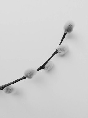 söğüt bitkisi, beyaz arka planda bir buket çiçek