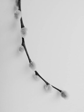 söğüt bitkisi, beyaz arka planda bir buket çiçek