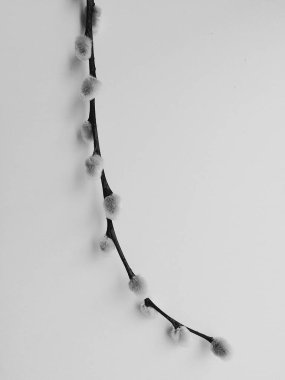 söğüt bitkisi, beyaz arka planda bir buket çiçek