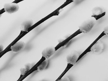 söğüt bitkisi, beyaz arka planda bir buket çiçek