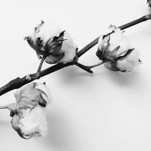 Herbarium Cotton Bouquet Flowers White Background — Stock Photo, Image