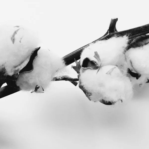 Гербарій Бавовняний Букет Квітів Білому Тлі — стокове фото