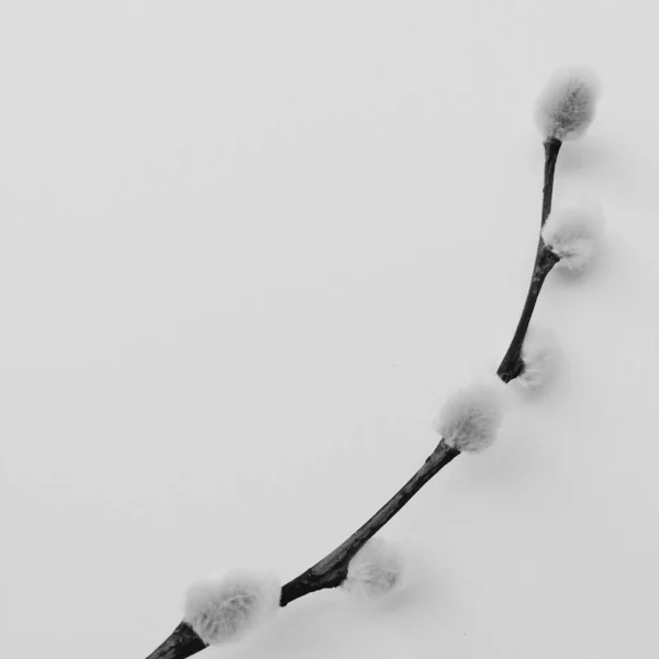 Вербовий Гербарій Букет Квітів Білому Тлі — стокове фото