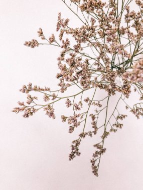 Beyaz arka planda kurumuş çiçek dalı. Düz bir zemin, üst manzara en az nötr çiçek arkaplanı. Beyaz arka planda kurumuş çiçek dalı. Düz konum, üst görünüm en az nötr arkaplan.