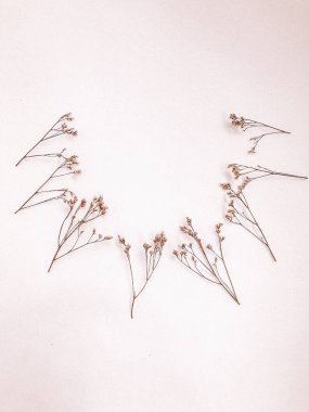 Beyaz arka planda kurumuş çiçek dalı. Düz bir zemin, üst manzara en az nötr çiçek arkaplanı. Beyaz arka planda kurumuş çiçek dalı. Düz konum, üst görünüm en az nötr arkaplan.