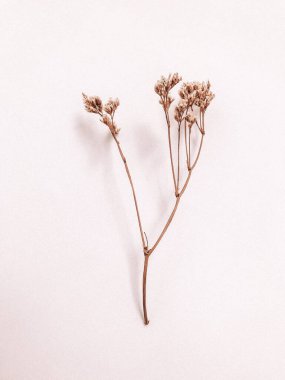 Beyaz arka planda kurumuş çiçek dalı. Düz bir zemin, üst manzara en az nötr çiçek arkaplanı. Beyaz arka planda kurumuş çiçek dalı. Düz konum, üst görünüm en az nötr arkaplan.