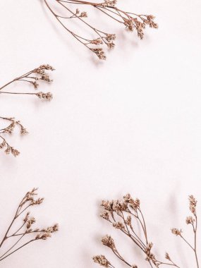 Beyaz arka planda kurumuş çiçek dalı. Düz bir zemin, üst manzara en az nötr çiçek arkaplanı. Beyaz arka planda kurumuş çiçek dalı. Düz konum, üst görünüm en az nötr arkaplan.