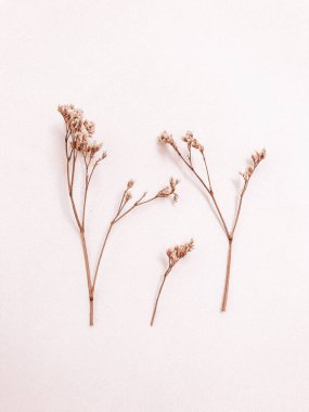 Beyaz arka planda kurumuş çiçek dalı. Düz bir zemin, üst manzara en az nötr çiçek arkaplanı. Beyaz arka planda kurumuş çiçek dalı. Düz konum, üst görünüm en az nötr arkaplan.