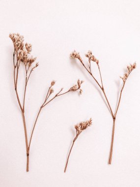 Beyaz arka planda kurumuş çiçek dalı. Düz bir zemin, üst manzara en az nötr çiçek arkaplanı. Beyaz arka planda kurumuş çiçek dalı. Düz konum, üst görünüm en az nötr arkaplan.