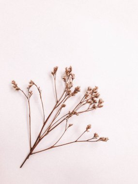 Beyaz arka planda kurumuş çiçek dalı. Düz bir zemin, üst manzara en az nötr çiçek arkaplanı. Beyaz arka planda kurumuş çiçek dalı. Düz konum, üst görünüm en az nötr arkaplan.