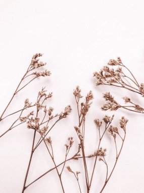 Beyaz arka planda kurumuş çiçek dalı. Düz bir zemin, üst manzara en az nötr çiçek arkaplanı. Beyaz arka planda kurumuş çiçek dalı. Düz konum, üst görünüm en az nötr arkaplan.