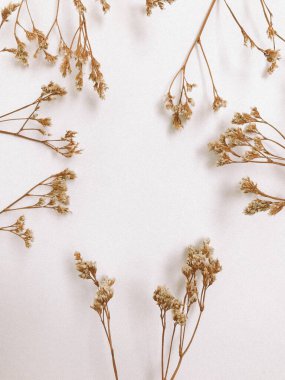 Beyaz arka planda kurumuş çiçek dalı. Düz bir zemin, üst manzara en az nötr çiçek arkaplanı. Beyaz arka planda kurumuş çiçek dalı. Düz konum, üst görünüm en az nötr arkaplan.